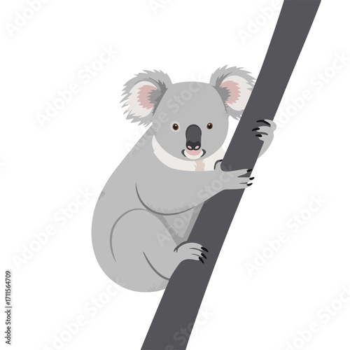 Grey Koala grips a branch, a sweet, simple image isolated on a white background