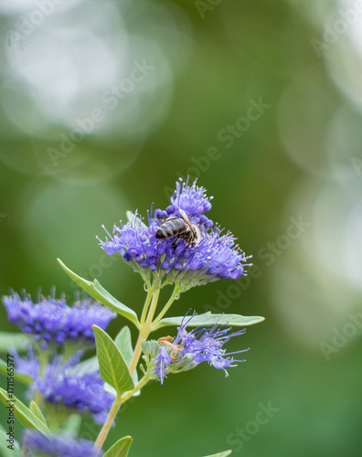 Caryopteris incanca, bluebeard flower with bee