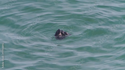 Cape Kiritappu, Hokkaido Wild sea otter parent and child raising their young