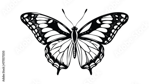 Intricate butterfly sketches diverse collection detailed artwork nature's beauty artistry
