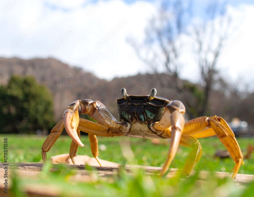 Fototapeta premium Crab on grassy field