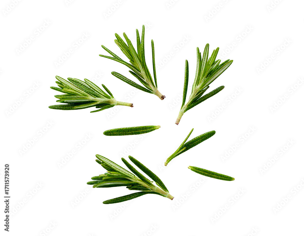 Fototapeta premium Rosemary isolated on transparent png 