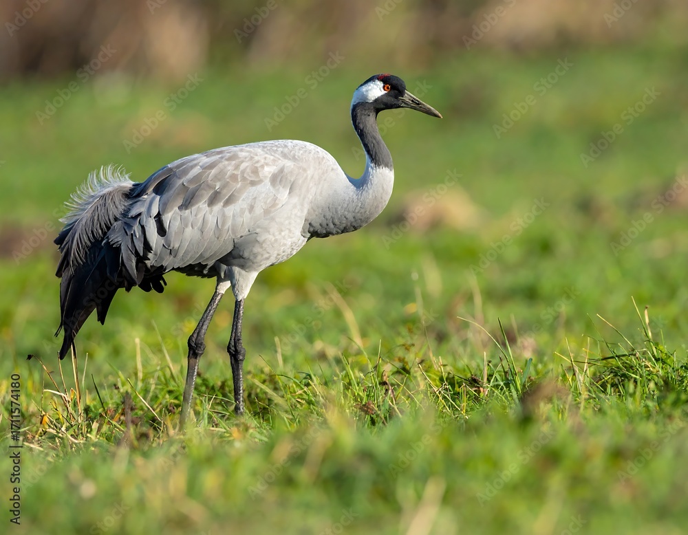 Fototapeta premium Crane in a grassy field