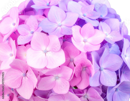 Close-up photo of many beautiful hydrangea flowers isolated on transparent background