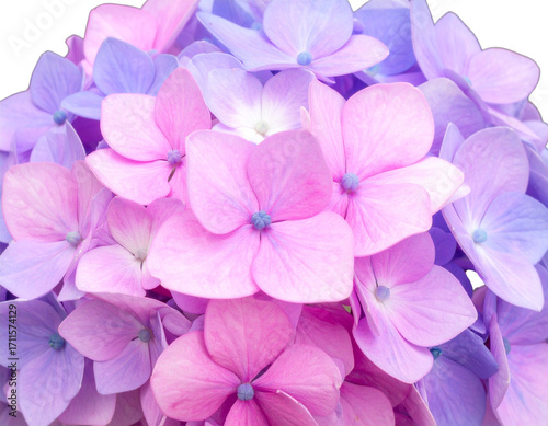 Close-up photo of many beautiful hydrangea flowers isolated on transparent background 