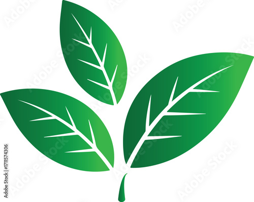 Three Green Gradient Leaves on a Stem with Veins on White Background green leaves plant