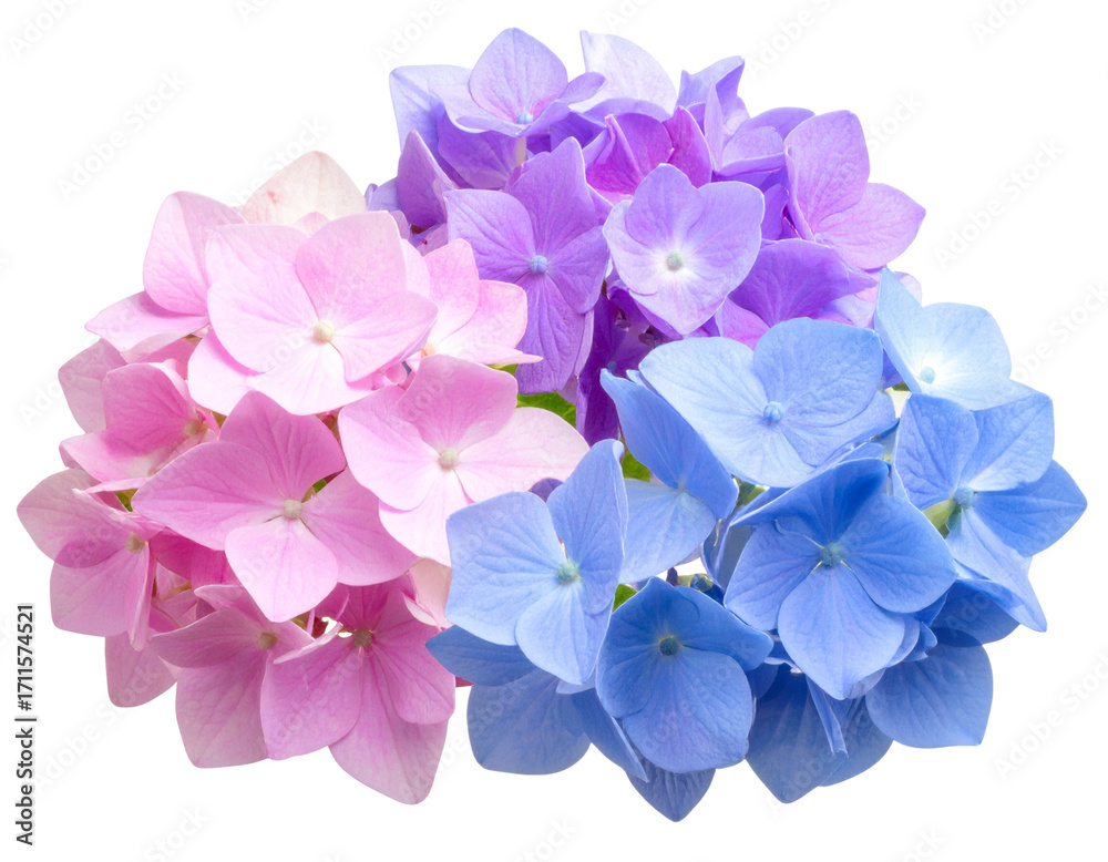 Fototapeta premium Close-up shot of many brightly colored hydrangea flowers, isolated on a transparent b