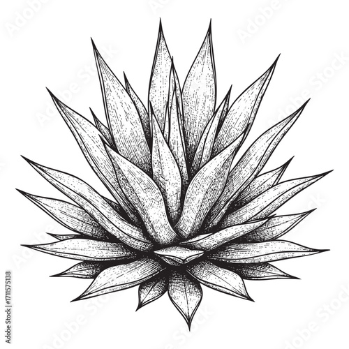 vintage agave illustration vector style