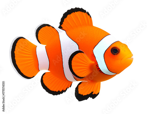 clown fish, isolated on transparent background, png  