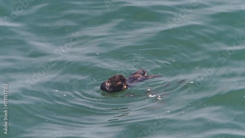 Cape Kiritappu, Hokkaido Wild sea otter parent and child raising their young