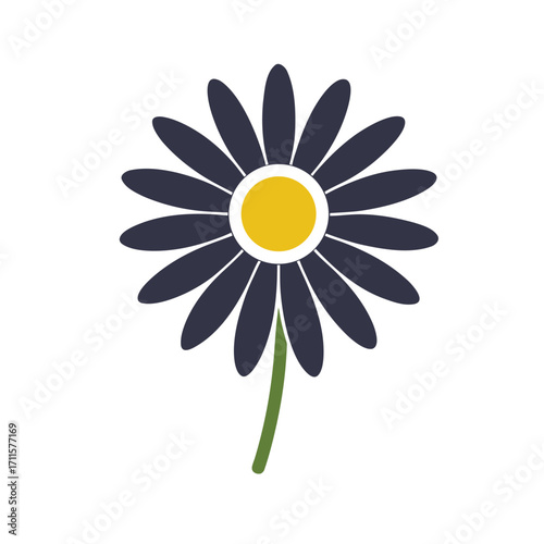 camomile daisy flower on white background