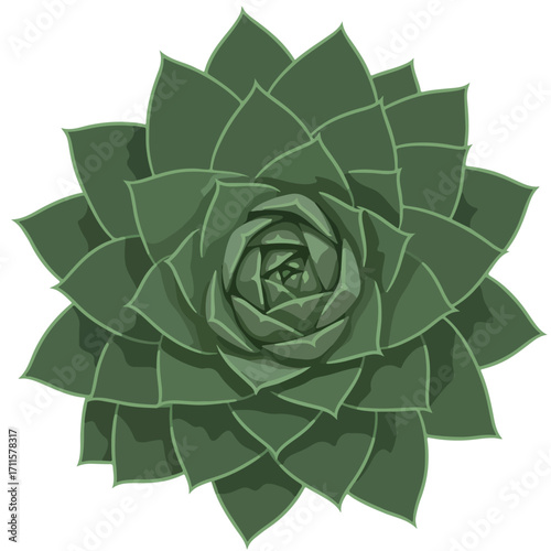 Stylized green succulent rosette design. Top-down view, digital art, on a white background