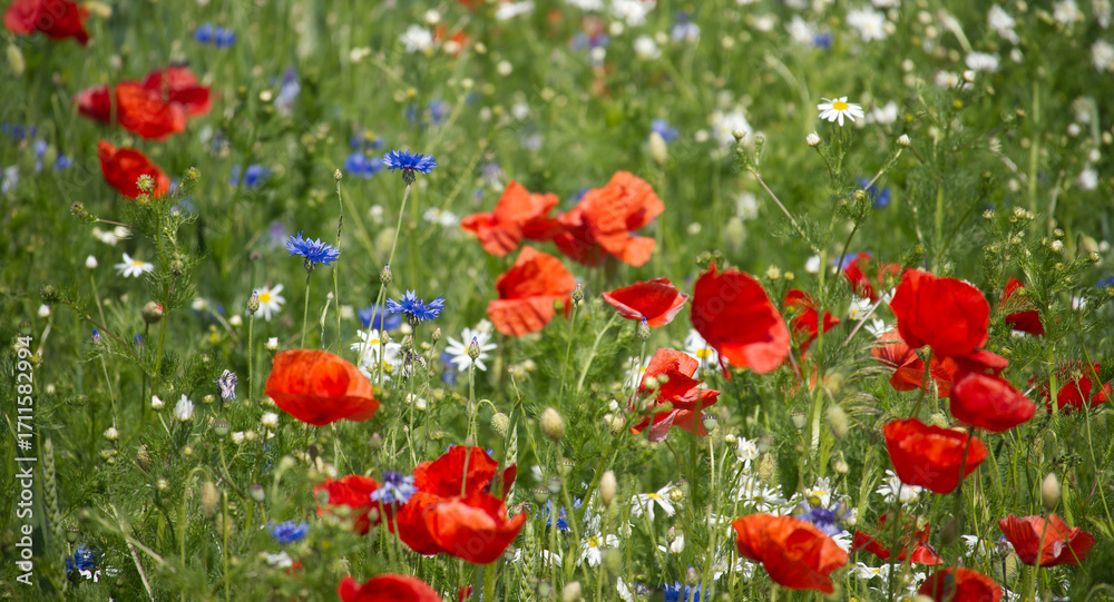 Fototapeta premium A beautiful summer field filled with colorful wildflowers in full bloom