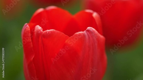 Wallpaper Mural Vibrant red tulip blooms gently unfurling in soft spring light Torontodigital.ca