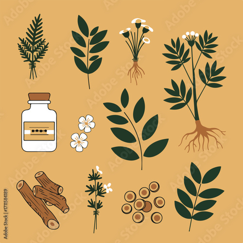 Botanical illustration of various plants, roots, flowers, twigs, seeds and bottle on tan