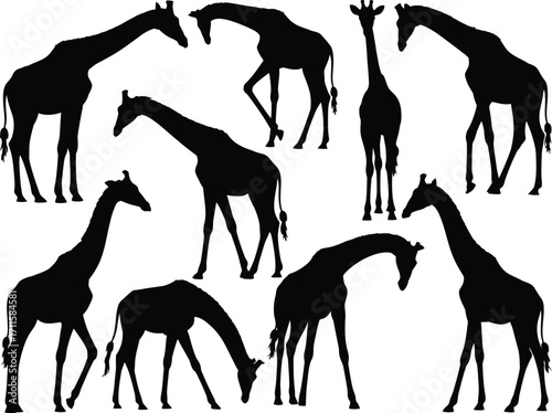 Diverse silhouettes of giraffes in various poses, showcasing their elegant forms against a white background.