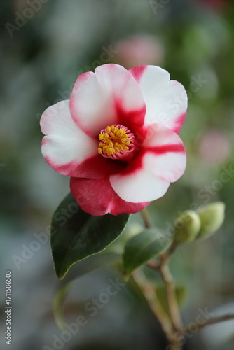 Φωτογραφία A beautiful camellia grown and photographed by a camellia enthusiast
