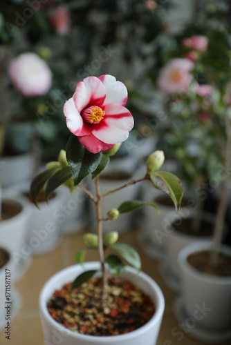 Obraz na plátně A beautiful camellia grown and photographed by a camellia enthusiast
