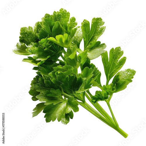 Fresh flat leaf parsley bunch with water droplets on vibrant green herb leaves for culinary garnish and seasoning, bright texture and natural freshness captured in crisp close up