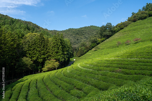 Large area of green tea fields in the boseong. 보성 녹차밭