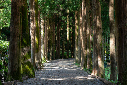 Forest path with large cedar trees. 삼나무 숲길
