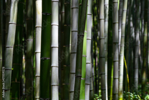A view of a bamboo grove bathed in sunlight. 대나무 숲	
