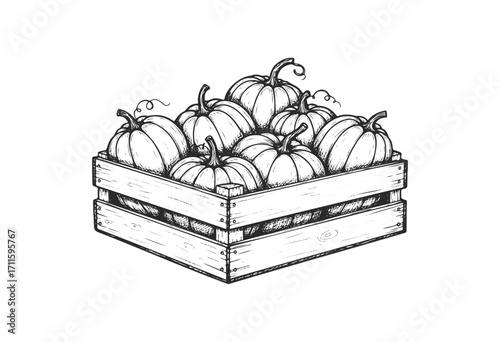 Wooden crate filled with harvested pumpkins sketch in black and white - stock vector