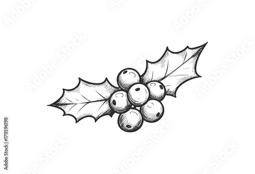 Black and white sketch of holly berries with leaves - stock vector