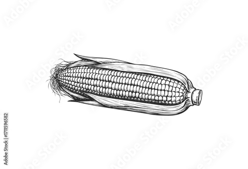 Detailed black and white sketch of corn cob showing kernels and husk - stock vector