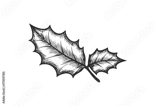 Detailed sketch of a holly leaf with spiky edges - stock vector
