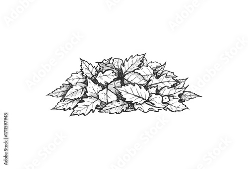 Hand-drawn monochrome sketch of a pile of maple leaves - stock vector