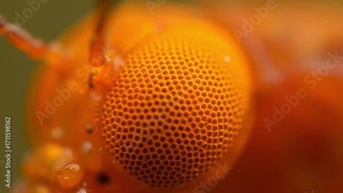 Wallpaper Mural Extreme close-up of a vibrant orange insect's compound eye, showcasing intricate detail and texture. Torontodigital.ca