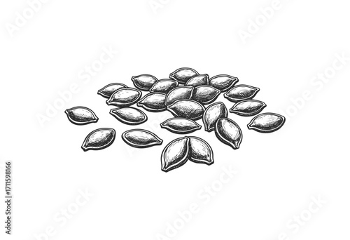 Hand-drawn black and white pumpkin seeds illustration - stock vector