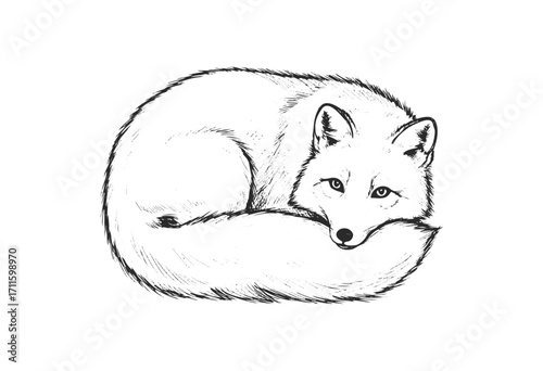 Detailed black and white drawing of a resting arctic fox - stock vector