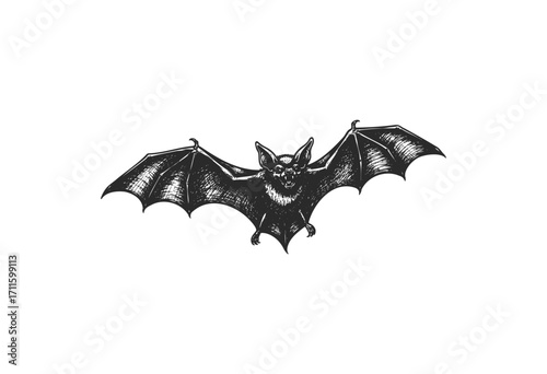 Vintage bat illustration with outstretched wings in black and white - stock vector