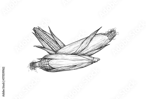 Detailed black and white corn illustration with husk and kernels - stock vector