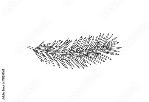 Detailed black and white illustration of evergreen pine tree branch - stock vector