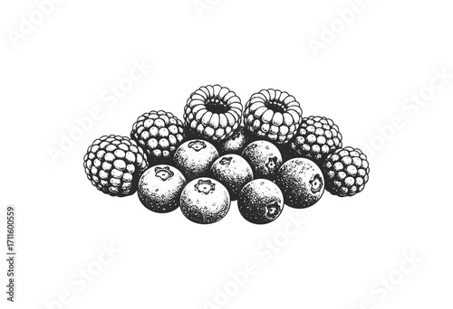 Vintage engraving of blueberries and raspberries in black and white - stock vector