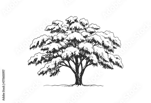 Detailed black and white sketch of a large, leafy tree with a spreading canopy - stock vector
