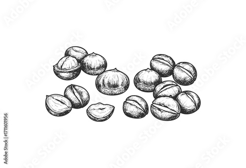 Detailed hand-drawn macadamia nuts sketch - stock vector