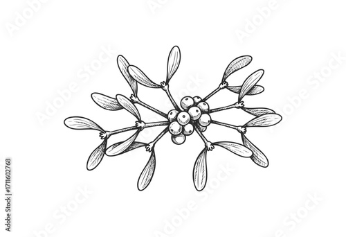 Detailed hand-drawn mistletoe illustration with leaves and berries - stock vector