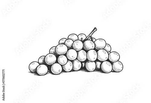 Vintage hand-drawn illustration of a grapevine cluster in black and white - stock vector