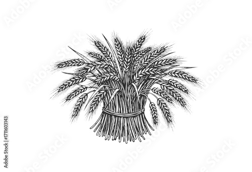 Hand-drawn bundle of wheat stalks - stock vector