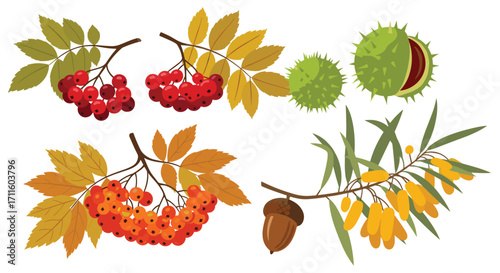 Set of autumn branches with rowan sea buckthorn chestnuts and acorns.