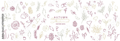 秋の落ち葉と木の実のベクターイラスト。葉っぱの秋植物イラスト。秋の線画背景。Autumn leaves and nuts vector illustration. Autumn plant illustration with leaves. Autumn line art background.