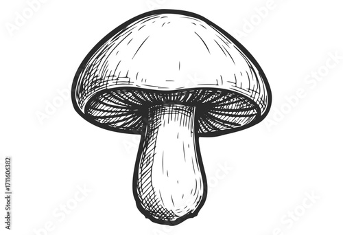 Hand-drawn mushroom illustration with detailed lines and shading - stock vector