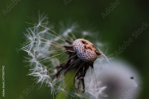 dandelion, flower, nature, plant, macro, seed, caterpillar, insect, summer, spring, white, flora, hairy, garden, grass, fluffy, closeup, seeds, wind, brown, butterfly, fly, leaf, close-up, flowers