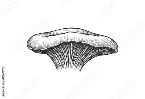 Detailed black and white sketch of a single wild mushroom - stock vector