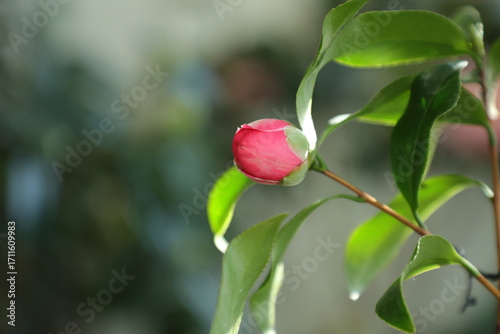 A beautiful camellia grown and photographed by a camellia enthusiast.	