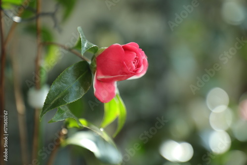 A beautiful camellia grown and photographed by a camellia enthusiast.	
